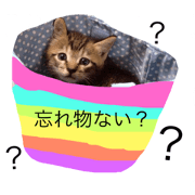 family cat love love love diary