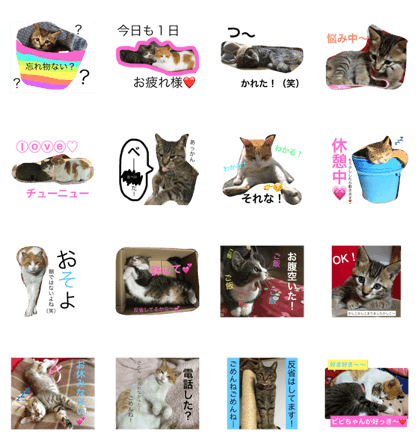 family cat love love love diary