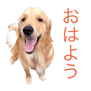 goldenretriever  my dog