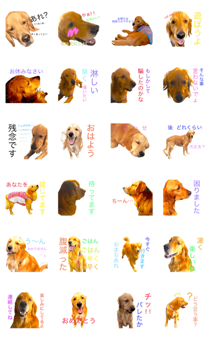 goldenretriever  my dog