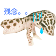 kohirosutannpu 2