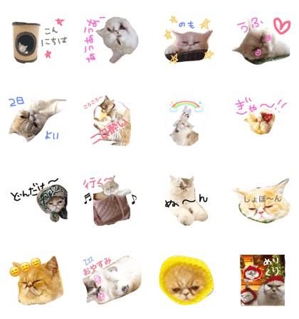 ugly cute cats of the day