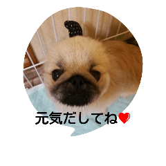 Pekingese purine