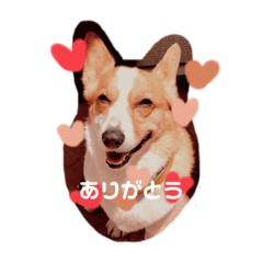 你好可愛犬
