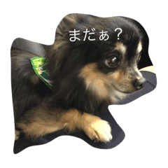 Chihuahua_moko