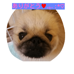 cawaii Dog
