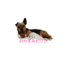 cherry_20210807222730