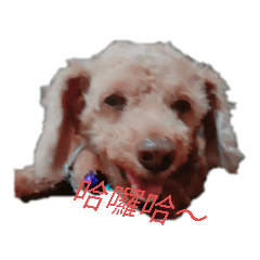 我是可愛貴賓小狗狗