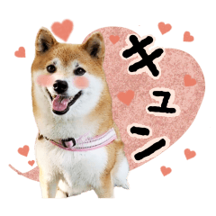 Shiba Inu Hinako-chan