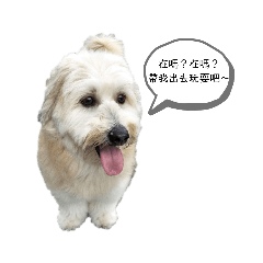 圓仔寶