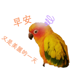 我的金太陽鸚鵡