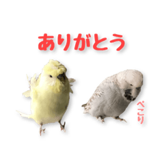 pitaro&putaro