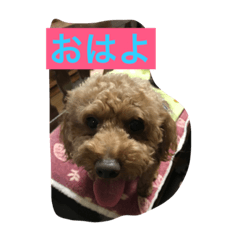 3dog of our house