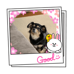 cocoa_20210808115519