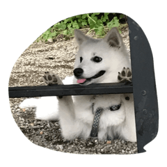 JapaneseSpitz yukimaru