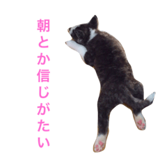 Akita Dog GOLO.