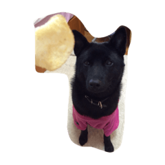 甲斐犬すずちゃん Line スタンプ Line Store