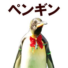 penguin04