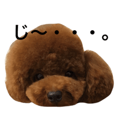 トイ プードル イチ ちびアシメカット Line スタンプ Line Store トイ プードル イチ ちびアシメカット Line スタンプ Line Store