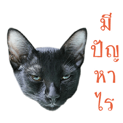 Nuan-Nin Simple Cat