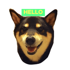 Shibainu Tomosan