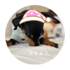 Panda_20210808194719