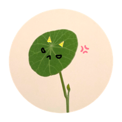 一葉小龜