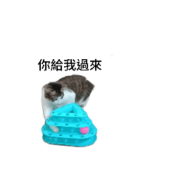 阿虎貓來啦