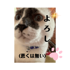 nekochan_20210809114403