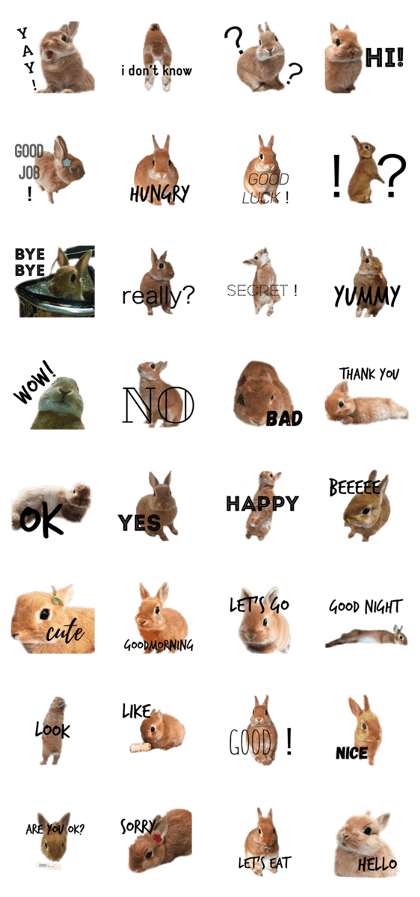 rabbit     marchu rabbit     marchu