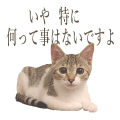 japanese cat osushi