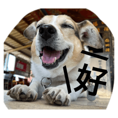 世界上最可愛的狗狗