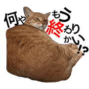 cat--talk
