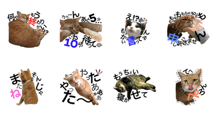cat--talk