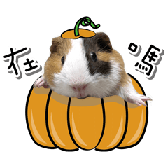 Guinea Pig Duai Duai