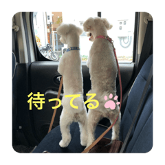 honey_20210809072938