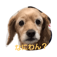 ponzu_20210809113406