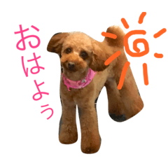 lovely toy poodle MOMO