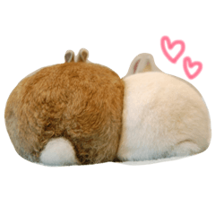 rabbit-marumofu