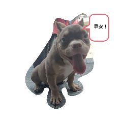 小狗狗狗狗狗狗狗