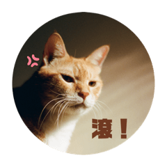 柯花生征服世界