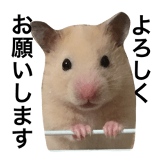 golden hamster oage chan