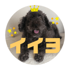 Nico@toy poodle