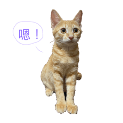 椪柑人生（糜爛版）