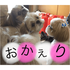 sekiguchi's dogs