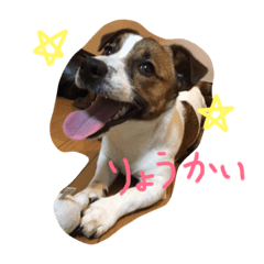 Jack Russell Terrier Nami