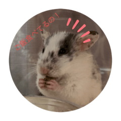 Nanami_20210810012709