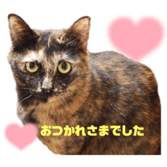 Funny cats Good friend cat