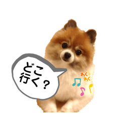 ポメラニアンのコロンちゃん