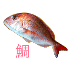 リアル魚スタンプ 第1弾 Line スタンプ Line Store リアル魚スタンプ 第1弾 Line スタンプ Line Store